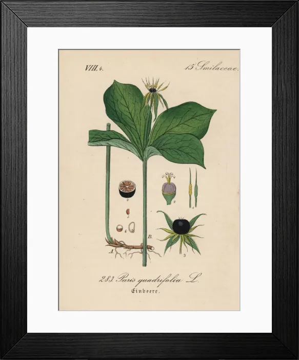 Framed Print : Herb Paris, Paris quadrifolia Framed Print : Herb Paris, Paris quadrifolia