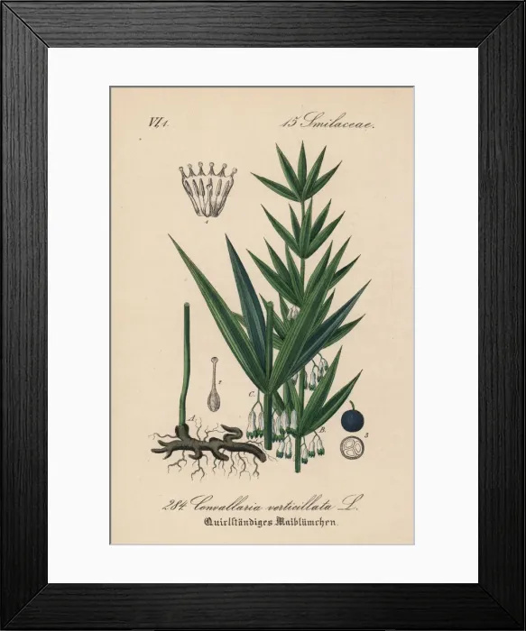 Framed Print : Whorled Solomon s-seal, Polygonatum verticillatum Framed Print : Whorled Solomon s-seal, Polygonatum verticillatum
