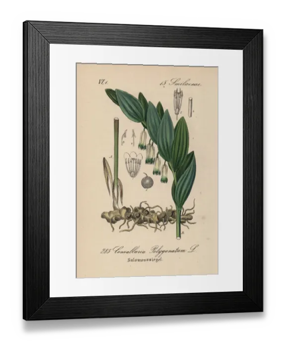 Framed Print : Scented Solomons seal, Polygonatum odoratum Framed Print : Scented Solomons seal, Polygonatum odoratum