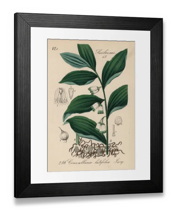 Framed Print : Solomons seal, Polygonatum hirtum Framed Print : Solomons seal, Polygonatum hirtum