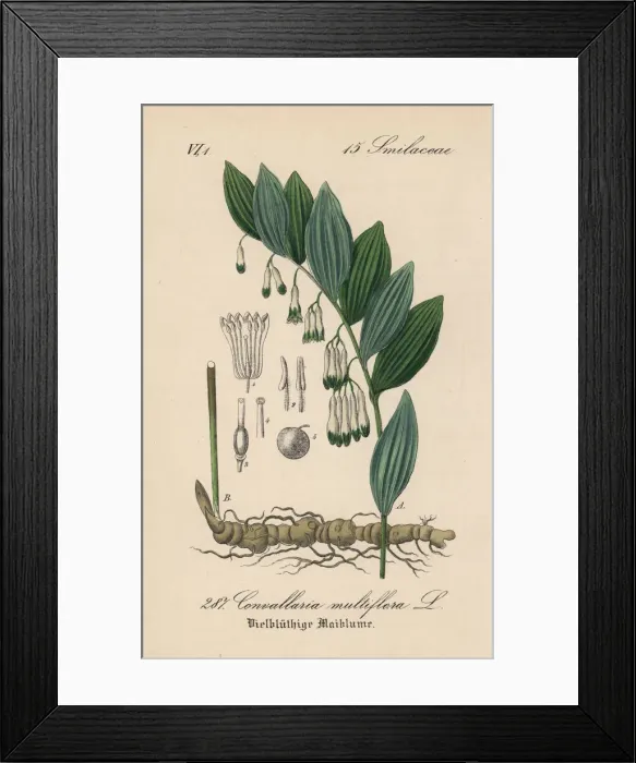 Framed Print : Solomons seal, Polygonatum multiflorum Framed Print : Solomons seal, Polygonatum multiflorum