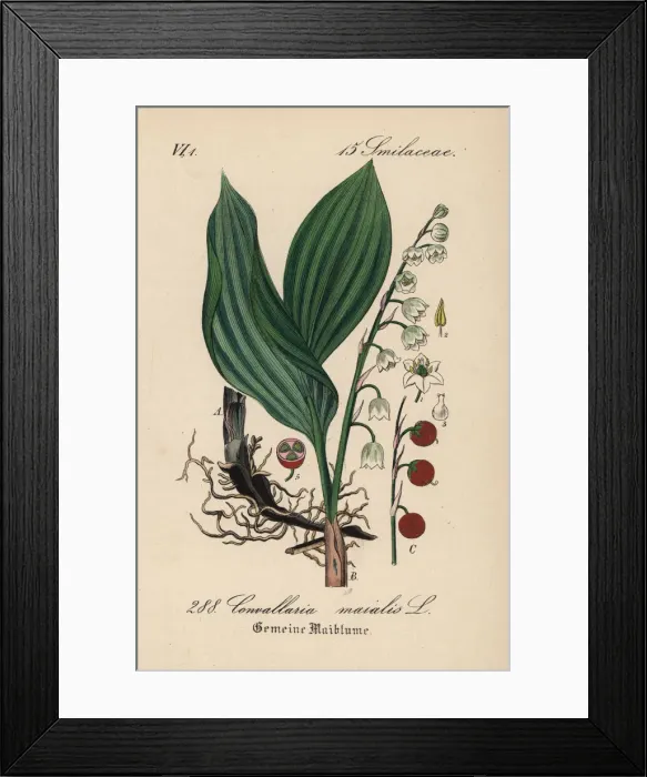 Framed Print : Lily of the valley, Convallaria majalis Framed Print : Lily of the valley, Convallaria majalis