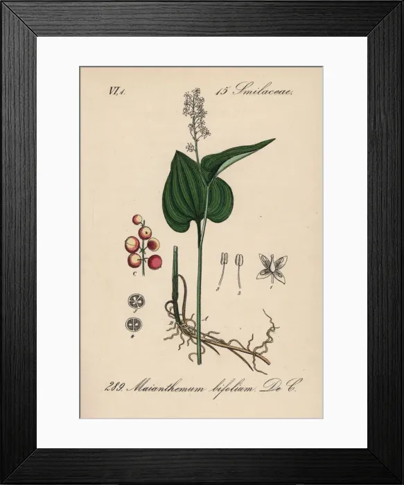 Framed Print : False lily of the valley or May lily, Maianthemum bifolium Framed Print : False lily of the valley or May lily, Maianthemum bifolium