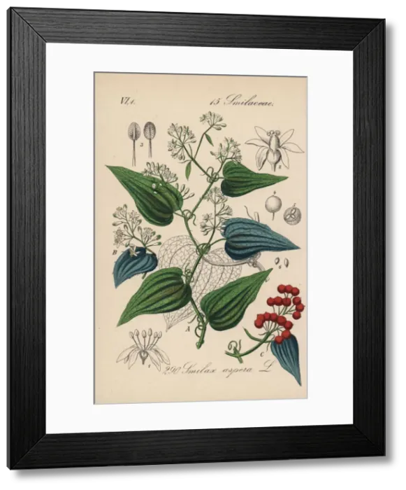 Framed Print : Rough bindweed, Smilax aspera Framed Print : Rough bindweed, Smilax aspera