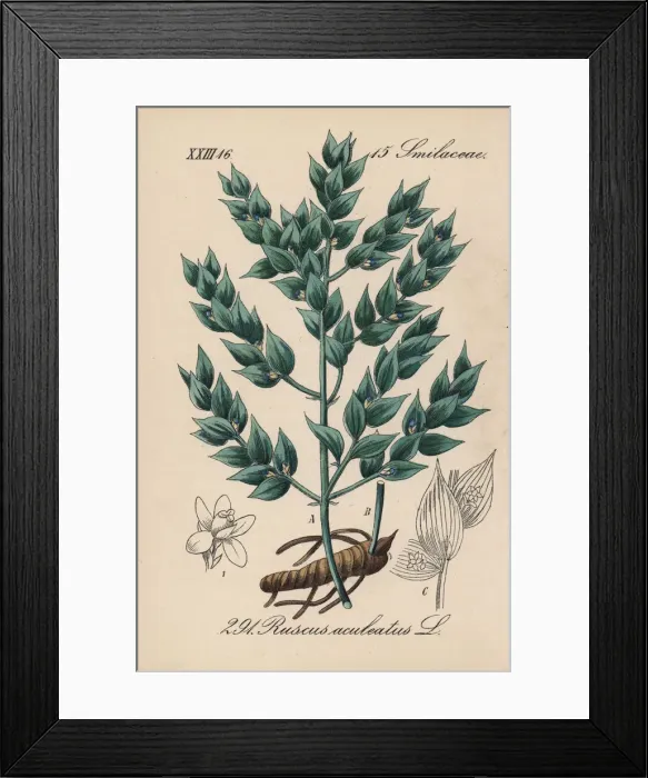 Framed Print : Butchers broom, Ruscus aculeatus Framed Print : Butchers broom, Ruscus aculeatus