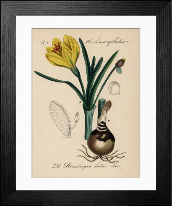 Framed Print : Autumn daffodil, , Sternbergia lutea Framed Print : Autumn daffodil, , Sternbergia lutea