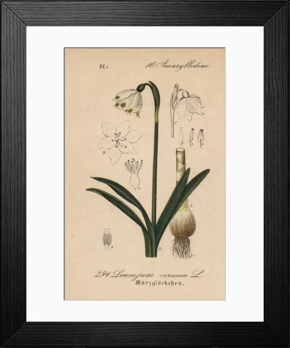 Framed Print : Spring snowflake, Leucojum vernum Framed Print : Spring snowflake, Leucojum vernum