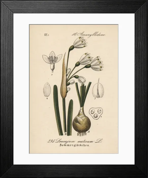 Framed Print : Summer snowflake, Leucojum aestivum Framed Print : Summer snowflake, Leucojum aestivum