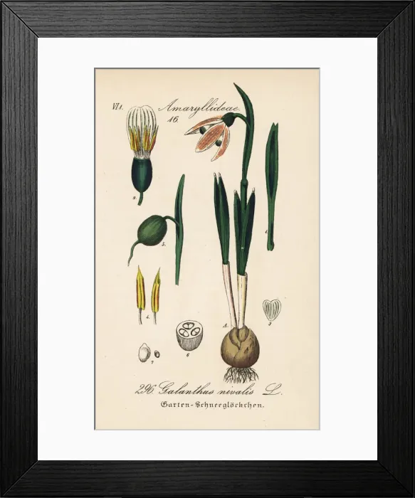 Framed Print : Snowdrop, Galanthus nivalis Framed Print : Snowdrop, Galanthus nivalis