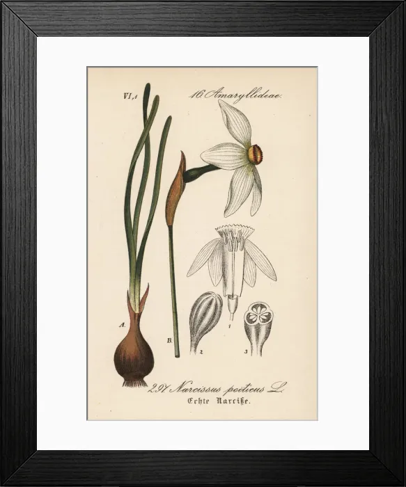 Framed Print : Poets daffodil, Narcissus poeticus Framed Print : Poets daffodil, Narcissus poeticus