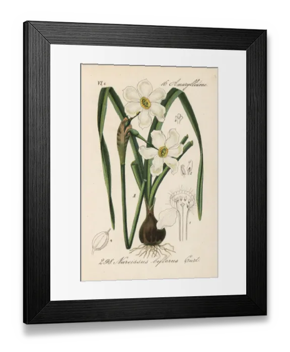 Framed Print : April beauty, Narcissus medioluteus (Narcissus biflorus) Framed Print : April beauty, Narcissus medioluteus (Narcissus biflorus)