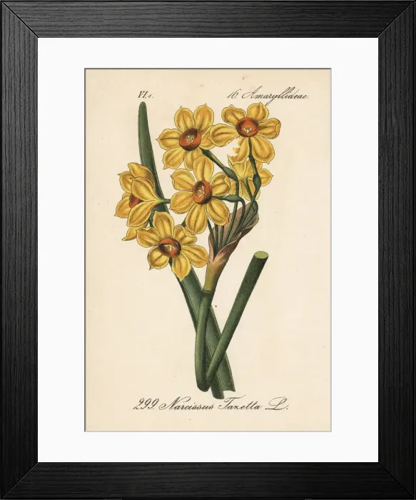 Framed Print : Bunch-flowered daffodil, Narcissus tazetta Framed Print : Bunch-flowered daffodil, Narcissus tazetta