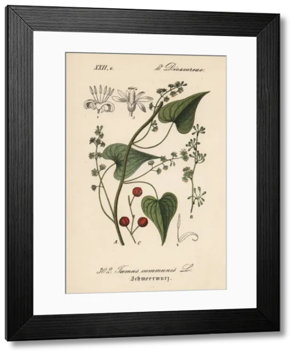 Framed Print : Black bryony, Tamus communis Framed Print : Black bryony, Tamus communis