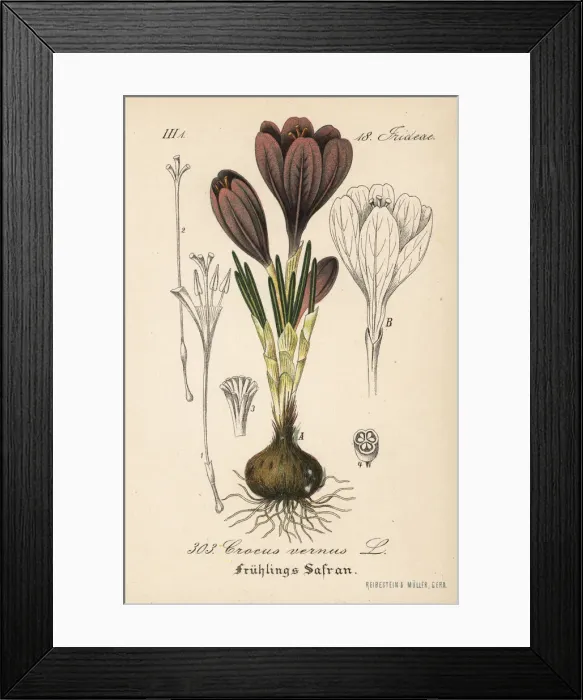 Framed Print : Spring crocus, Crocus vernus Framed Print : Spring crocus, Crocus vernus