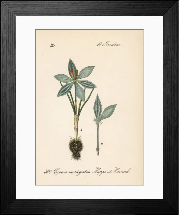 Framed Print : Cloth of gold crocus, Crocus reticulatus Framed Print : Cloth of gold crocus, Crocus reticulatus