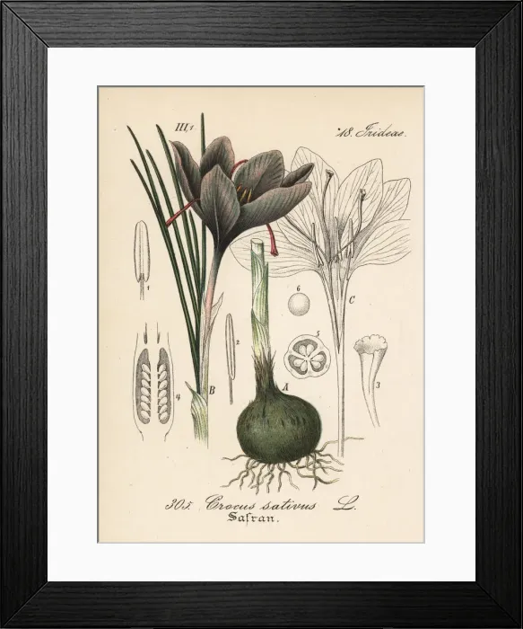 Framed Print : Saffron crocus, Crocus sativus