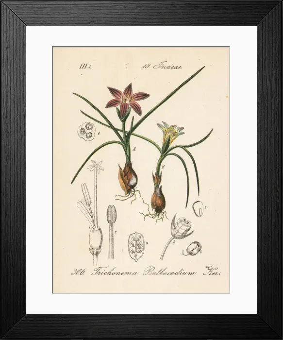 Framed Print : Romulea bulbocodium Framed Print : Romulea bulbocodium