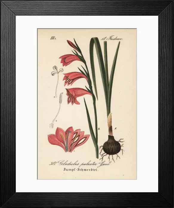 Framed Print : Marsh gladiolus or sword lily, Gladiolus palustris Framed Print : Marsh gladiolus or sword lily, Gladiolus palustris