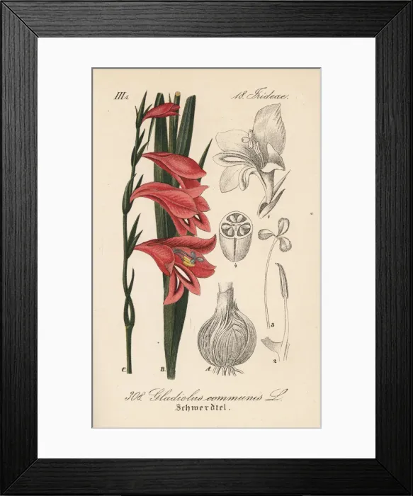 Framed Print : Spear lily or gladiolus, Gladiolus communis Framed Print : Spear lily or gladiolus, Gladiolus communis