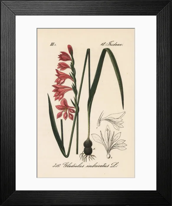Framed Print : Turkish marsh gladiolus, Gladiolus imbricatus Framed Print : Turkish marsh gladiolus, Gladiolus imbricatus