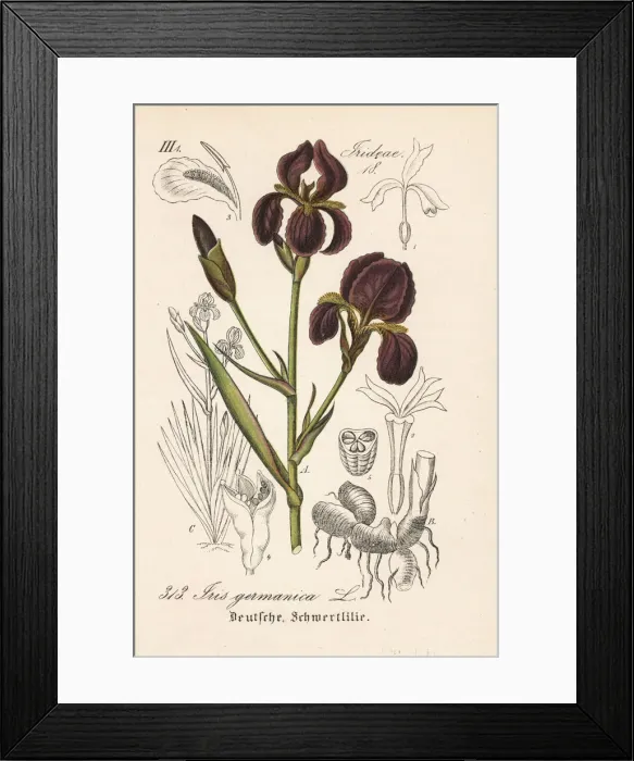 Framed Print : German iris, Iris germanica Framed Print : German iris, Iris germanica