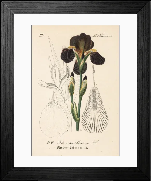 Framed Print : Iris sambucina Framed Print : Iris sambucina