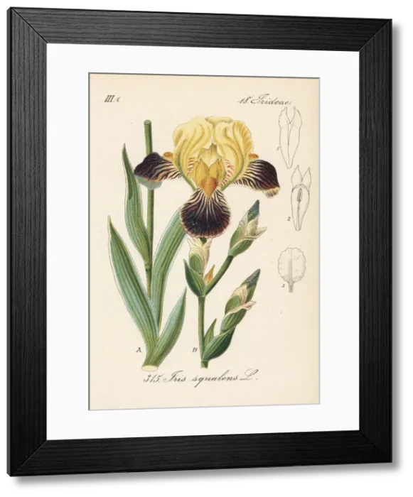 Framed Print : German iris, Iris germanica Framed Print : German iris, Iris germanica