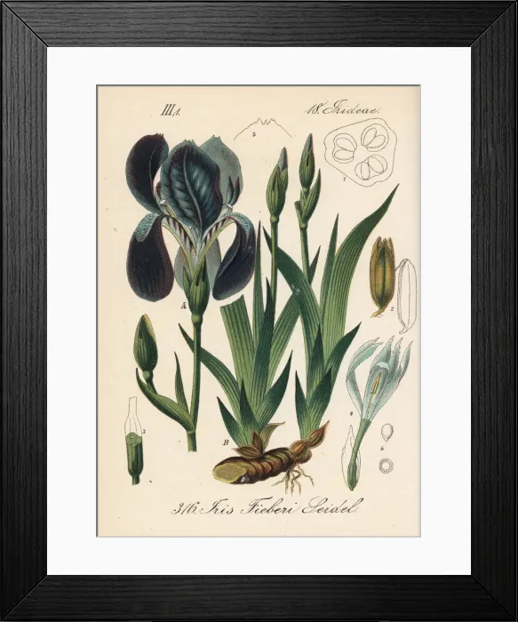 Framed Print : Miniature tall bearded iris, Iris aphylla Framed Print : Miniature tall bearded iris, Iris aphylla