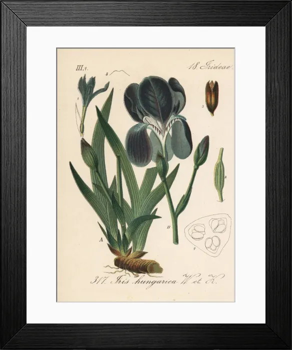 Framed Print : Miniature tall bearded iris, Iris aphylla Framed Print : Miniature tall bearded iris, Iris aphylla