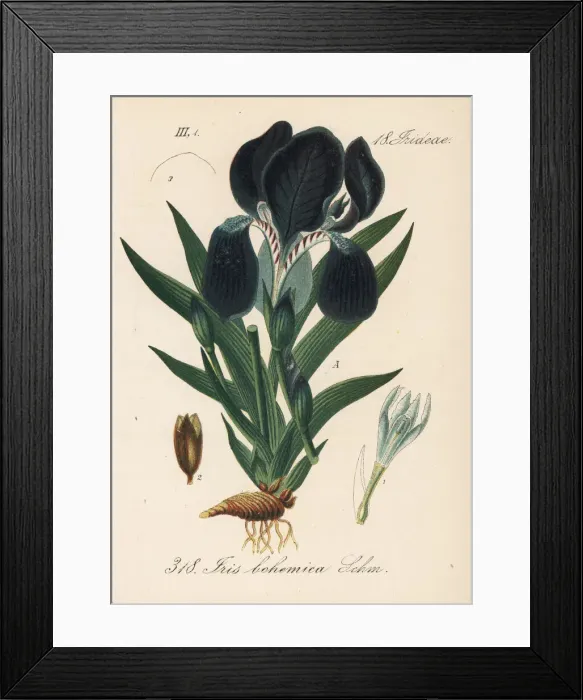 Framed Print : Miniature tall bearded iris, Iris aphylla Framed Print : Miniature tall bearded iris, Iris aphylla