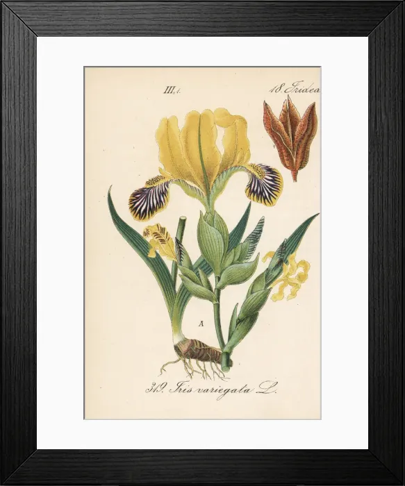 Framed Print : Hungarian iris, Iris variegata Framed Print : Hungarian iris, Iris variegata
