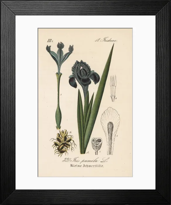 Framed Print : Dwarf iris, Iris pumila Framed Print : Dwarf iris, Iris pumila