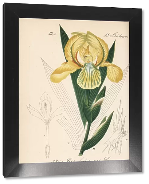 Crimean iris, Iris lutescens