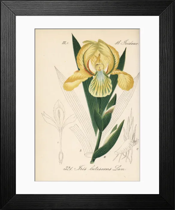 Framed Print : Crimean iris, Iris lutescens Framed Print : Crimean iris, Iris lutescens