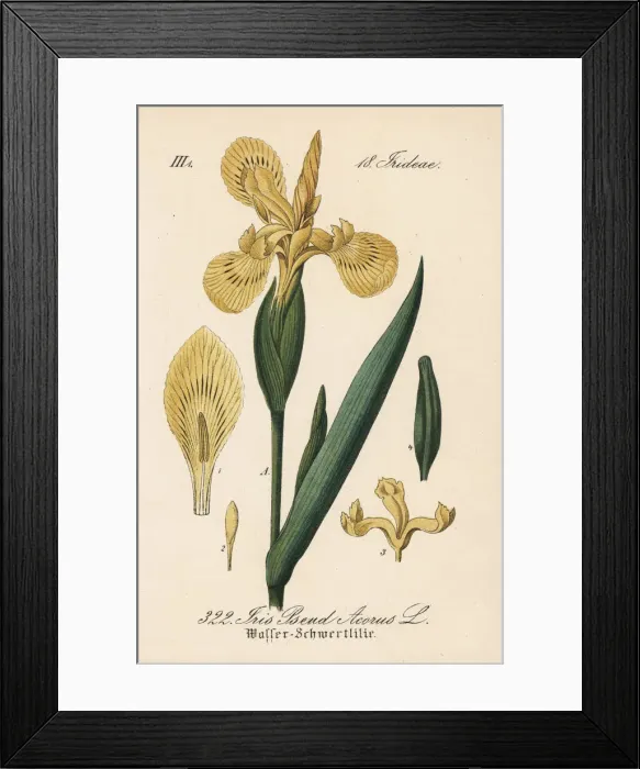 Framed Print : Yellow flag, Iris pseudacorus Framed Print : Yellow flag, Iris pseudacorus