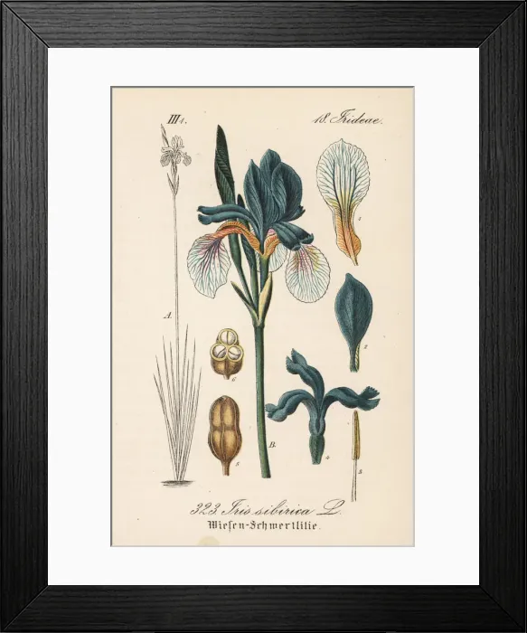 Framed Print : Siberian flag, Iris sibirica Framed Print : Siberian flag, Iris sibirica