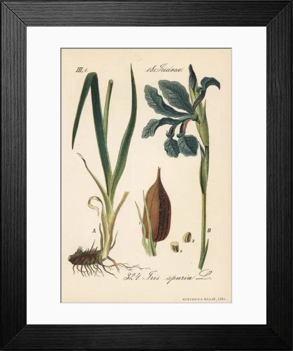 Framed Print : Beardless iris, Iris spuria Framed Print : Beardless iris, Iris spuria