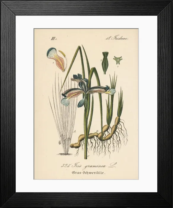 Framed Print : Grass-leaved flag, Iris graminea Framed Print : Grass-leaved flag, Iris graminea