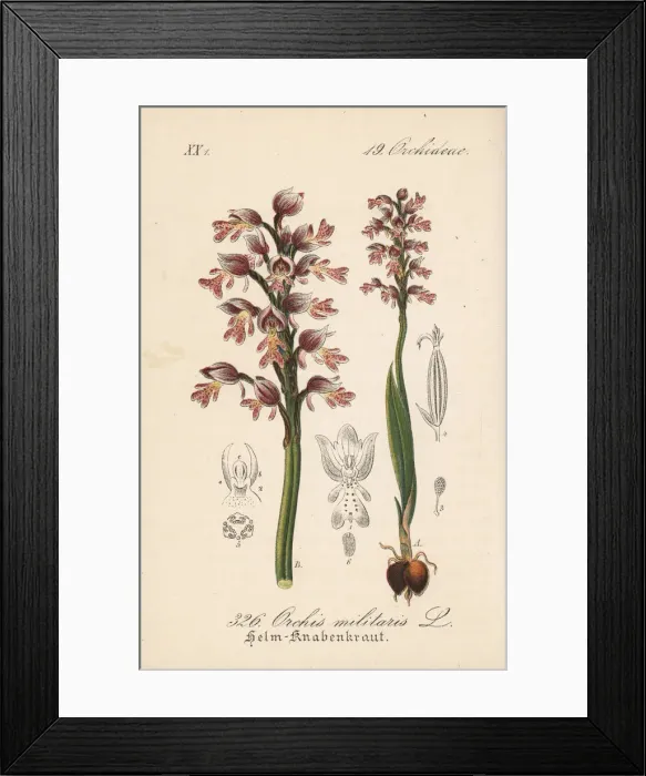 Framed Print : Military orchid, Orchis militaris Framed Print : Military orchid, Orchis militaris