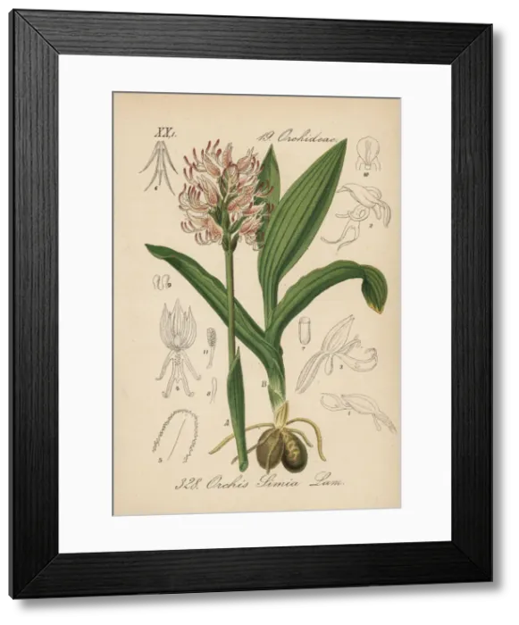 Framed Print : Monkey orchid, Orchis simia Framed Print : Monkey orchid, Orchis simia