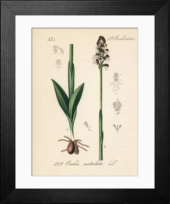 Framed Print : Burnt orchid or burnt-tip orchid, Neotinea ustulata Framed Print : Burnt orchid or burnt-tip orchid, Neotinea ustulata
