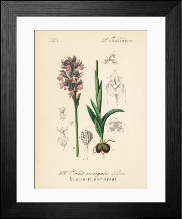 Framed Print : Three-toothed orchid, Neotinea tridentata Framed Print : Three-toothed orchid, Neotinea tridentata