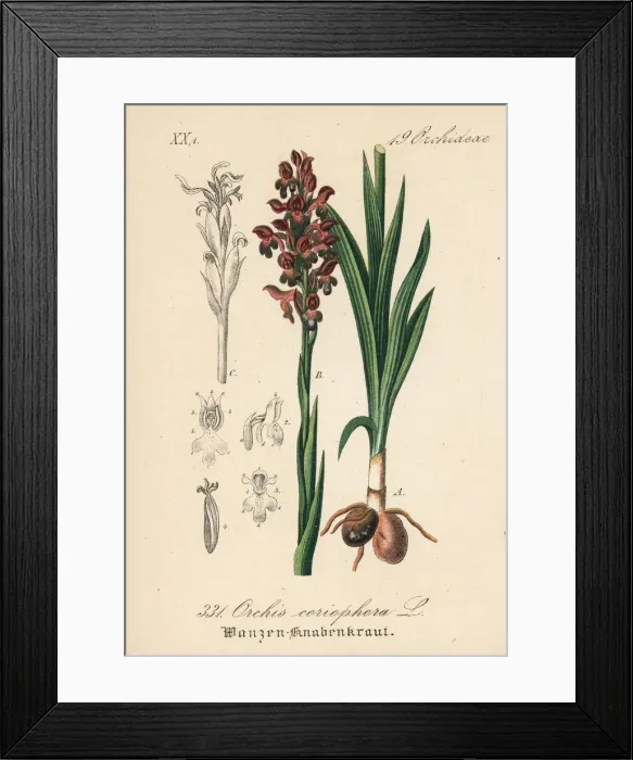 Framed Print : Bug orchid, Anacamptis coriophora Framed Print : Bug orchid, Anacamptis coriophora