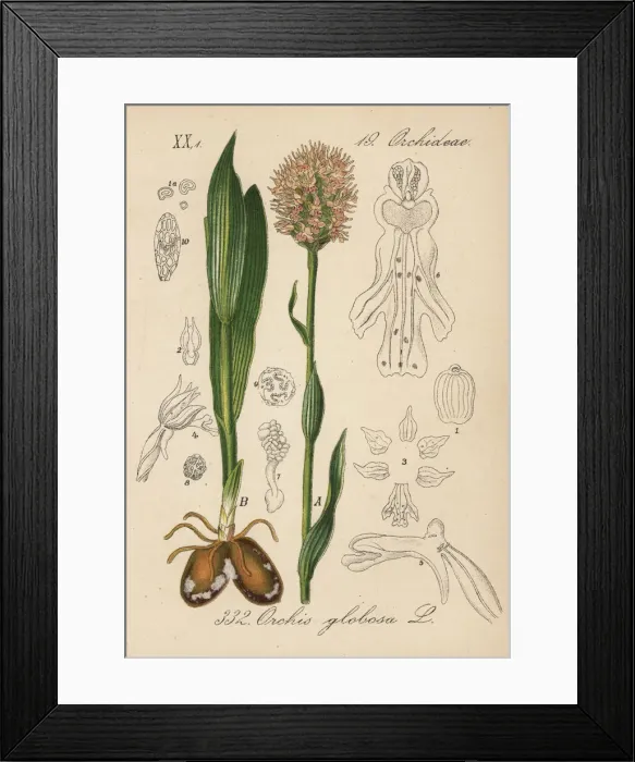 Framed Print : Round-headed orchid, Traunsteinera globosa Framed Print : Round-headed orchid, Traunsteinera globosa