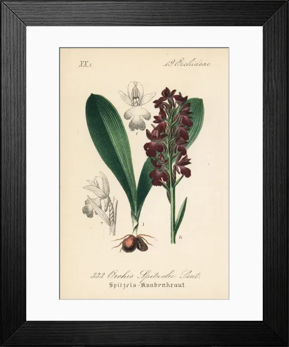 Framed Print : Spitzels orchid, Orchis spitzelii Framed Print : Spitzels orchid, Orchis spitzelii