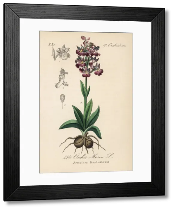 Framed Print : Green-winged orchid or green-veined orchid, Anacamptis morio Framed Print : Green-winged orchid or green-veined orchid, Anacamptis morio