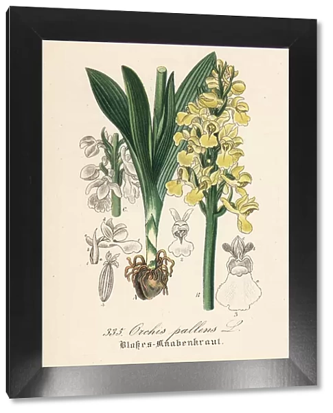 Pale-flowered orchid, Orchis pallens