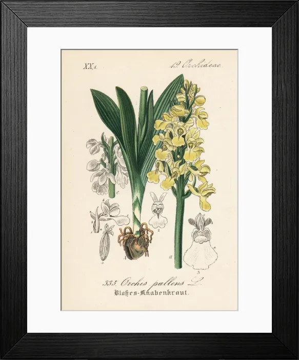 Framed Print : Pale-flowered orchid, Orchis pallens Framed Print : Pale-flowered orchid, Orchis pallens