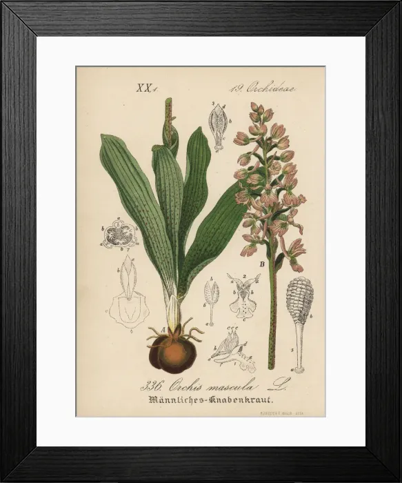 Framed Print : Early-purple orchid, Orchis mascula