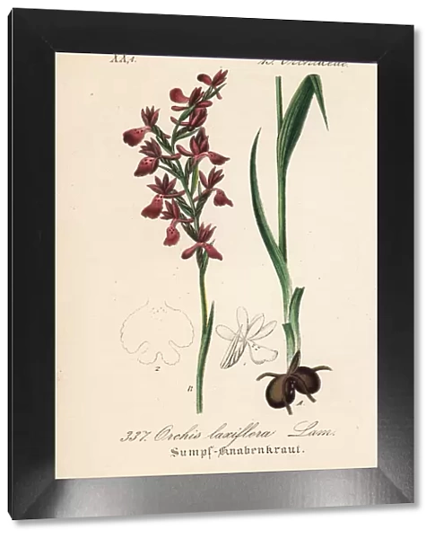 Loose-flowered orchid, Anacamptis laxiflora